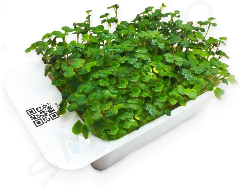 LeafLearn Kapseln - Microgreens Senf MLL0004